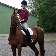 Dansk Varmblod Carmen Electra