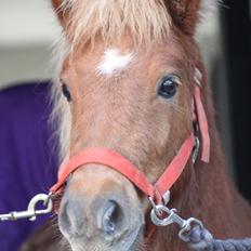 Shetlænder Bella <3