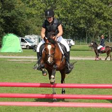 Welsh Pony af Cob-type (sec C) gribsvads Lady mary