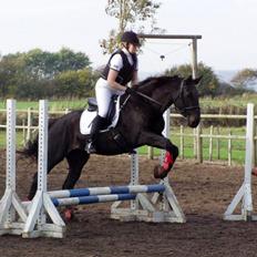 Dansk Varmblod Ishta