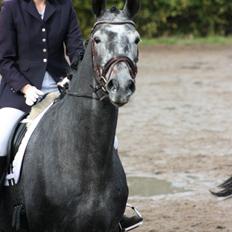 Dansk Varmblod I´matric