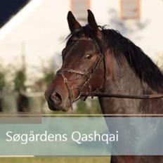Anden særlig race Søgårdens qashqai solgt 