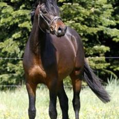 Anden særlig race Søgårdens qashqai solgt 