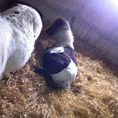 Anden særlig race Ricko <3my soulmate<3