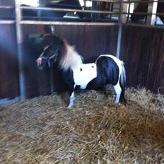 Anden særlig race Ricko <3my soulmate<3