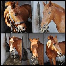 Anden særlig race Bounty <3