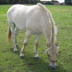 Fjordhest Milton (tidl. navn Claus)