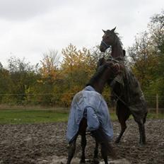 Trakehner  Klosterhedens why not (Notti) <3