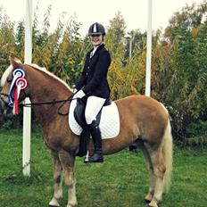 Haflinger Athos.