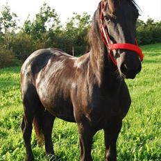 Frieser Hmsogwestern's Antonio