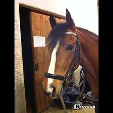 New Forest Højmarkens Noble Star