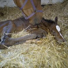 Dansk Varmblod Zandie Engel