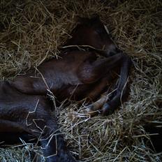 Dansk Varmblod Zandie Engel