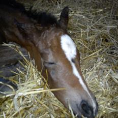 Dansk Varmblod Zandie Engel