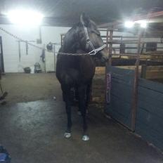 Anden særlig race Diablo