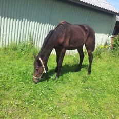 Anden særlig race Diablo