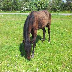 Anden særlig race Diablo