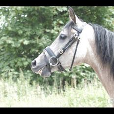 Arabisk fuldblod (OX) Fordianka Khan SOLGT!!