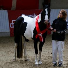 Barockpinto Jimbalaya af Bjørholm