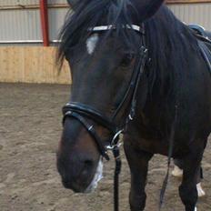 Hollandsk Varmblod Moller