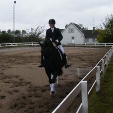 Dansk Varmblod Day-Lights Sniper