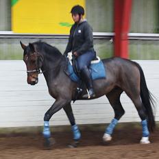 Dansk Varmblod Teglgårdens Rafaella