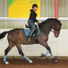 Dansk Varmblod Teglgårdens Rafaella