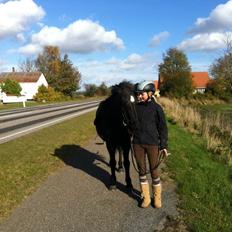 Islænder Rakel fra Vatnsleysu*solgt