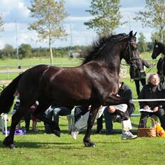 Frieser Elbrich fan 'e Homar Ster(solgt)