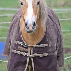 Haflinger GRYNET
