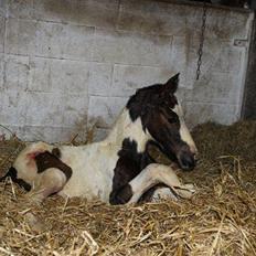 Pinto Hedens Nangijala **BROVANG**