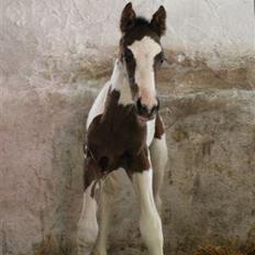 Pinto Hedens Nangijala **BROVANG**