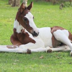 Pinto Hedens Nangijala **BROVANG**