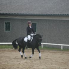 Anden særlig race Prins Valentin (passede/red)