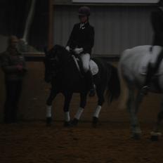 Anden særlig race Prins Valentin (passede/red)