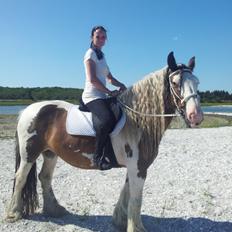 Irish Cob * Luna *