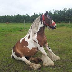 Irish Cob * Luna *