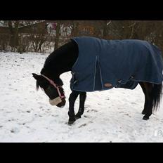 Anden særlig race cazandra