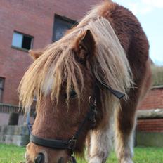Shetlænder Rørsgaards Baltazar *Solgt*