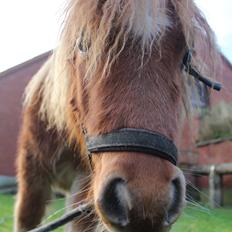 Shetlænder Rørsgaards Baltazar *Solgt*
