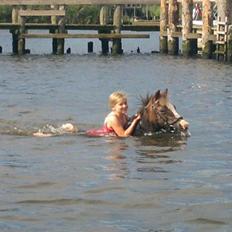 Welsh Mountain (sec A) Petra’s Dienie (Daisy) <3