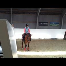 New Forest Merci Sunshine (SOLGT!)