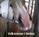 Tyroler Haflinger Asser † 30/5-11 †