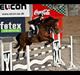 Hollandsk Varmblod Troy-T RIP D. 10/6-2013