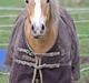 Haflinger GRYNET