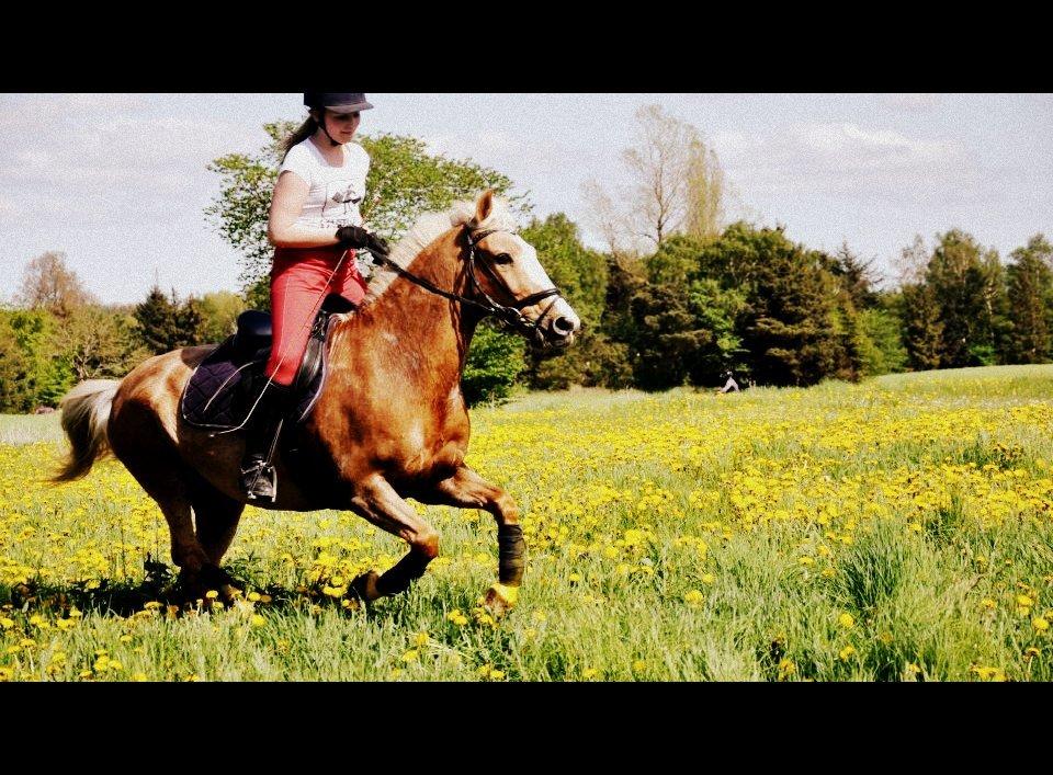Anden særlig race Pablo - Velkommen til Pablos profil!:-)
Sommer 2012 billede 1