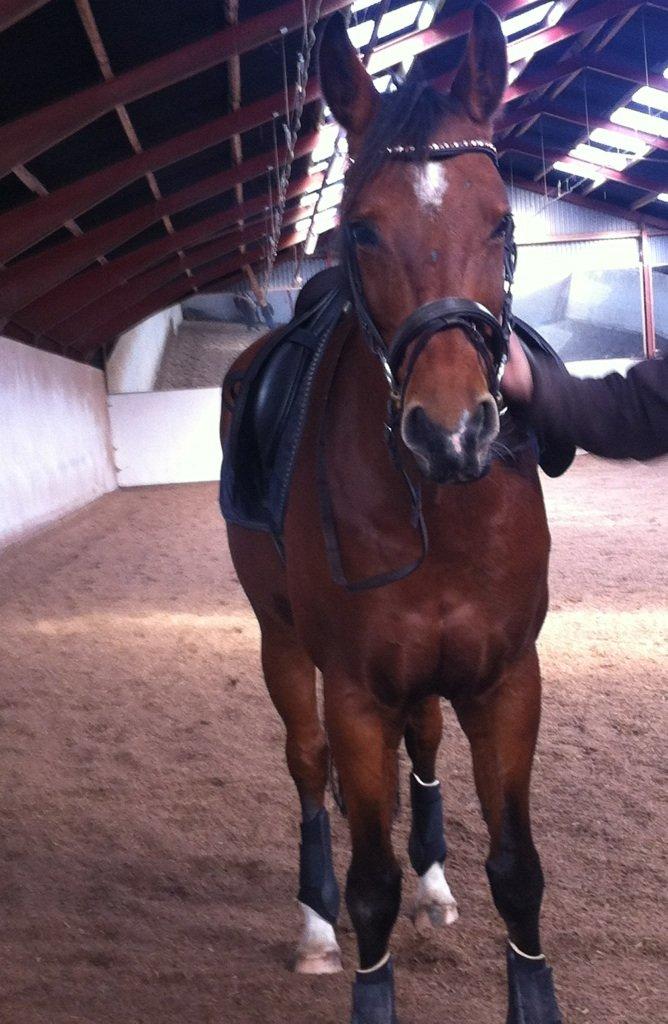 Dansk Varmblod Alexis - Velkommen til alexis pofil billede 1