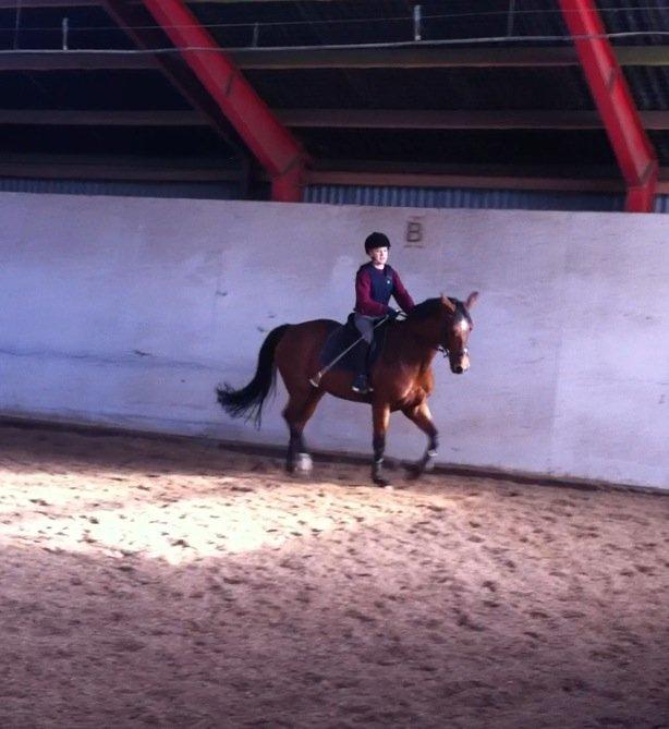 Dansk Varmblod Alexis - Laura (søster) på alexis billede 2