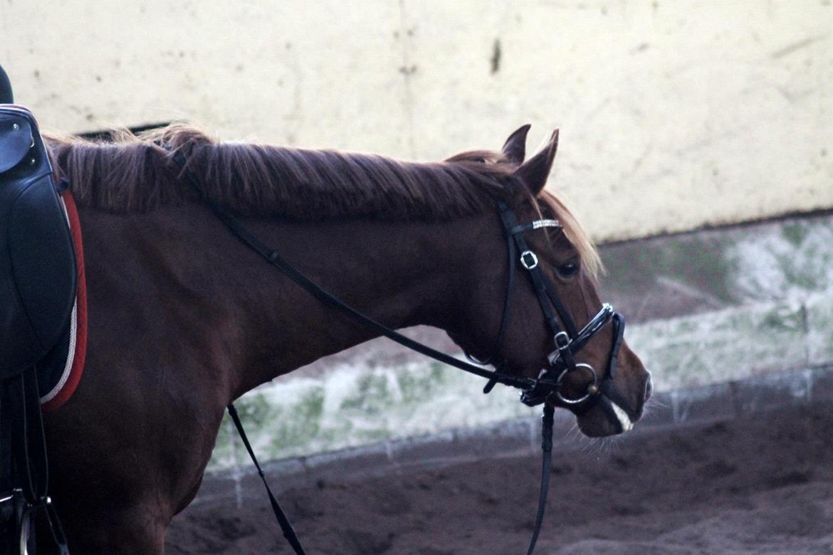 DSP Rawa's Poéme[mit liv]<3 - Træt, men smuk pony efter undervisning<3

FOTO: Baun photo billede 13