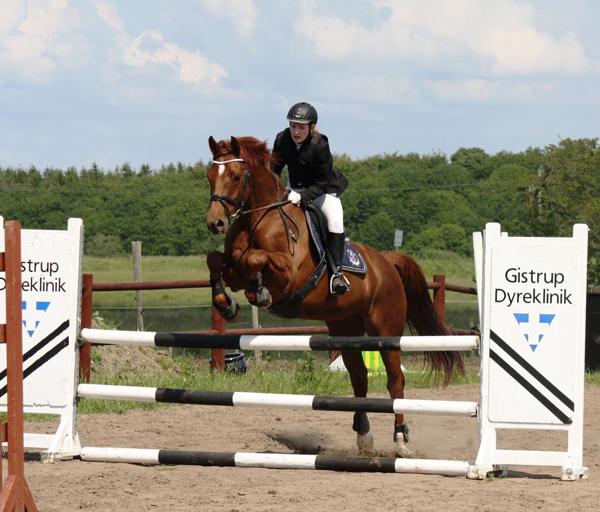 Dansk Varmblod Højlunds Kenzo<3 billede 16